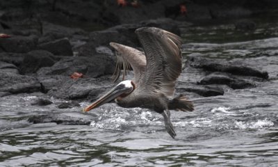 Galapagos Brown Pelican