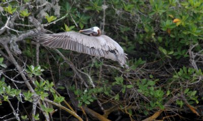 Galapagos Brown Pelican