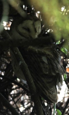 Galapagos Barn Owl