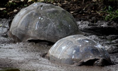 Galapagos Giant Tortoise