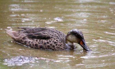 White-cheeked Pintail