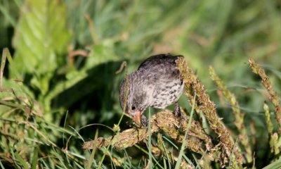 Galapagos Finch