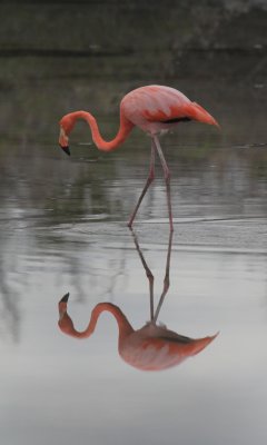 Greater Flamingo
