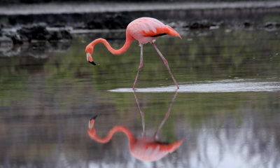 Galapagos: Day 8  The Wild Side (Bachas Beach/ Santa Cruz)