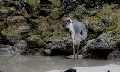 Great Blue Heron with fish