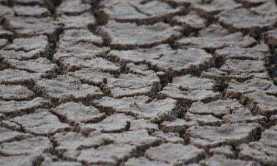 Cracked mud