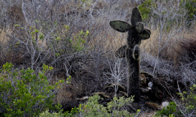 Prickly Pear Cactus