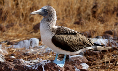 Blue-footed Booby