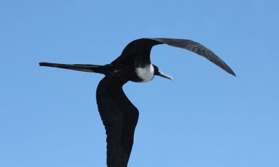Frigate Bird