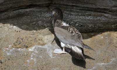 Blue-footed Booby (imm)