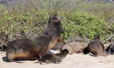 Galapagos Sea Lion