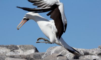 Nazac Booby