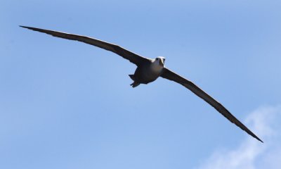 Waved Albatross