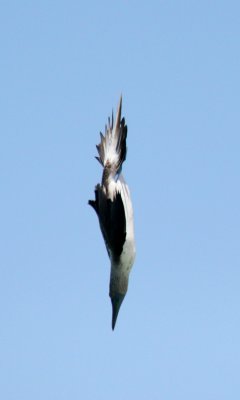 Blue-footed Booby
