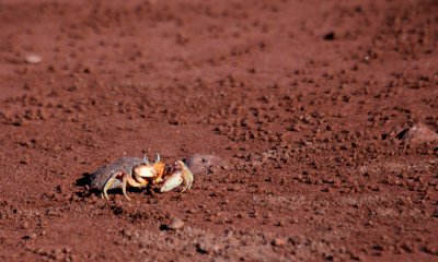 Ghost Crab