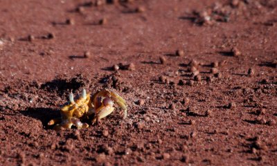 South American Invertebrates