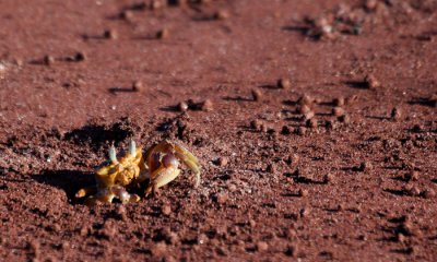 Ghost Crab