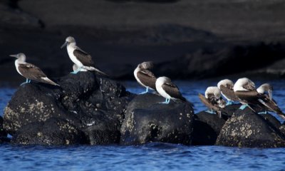 Galapagos: Day 6 The Wild Side (Egas Point/ Santiago & Rabida/ Jervis)