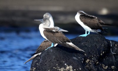 Pelicans, Boobies, Cormorants, Frigates, Tropicbirds