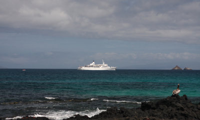 M/V MV Galapagos Legend w Galapagos Brown Pelican