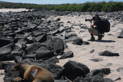 Galapgos Sea Lion with GRH