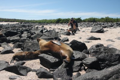 Galapgos Sea Lion with GRH