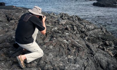 Marine Iguanas with GRH