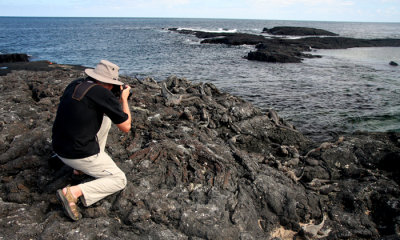 Marine Iguanas with GRH
