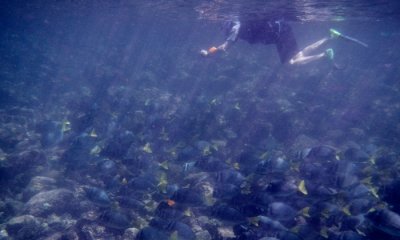 Razor Surgeonfish