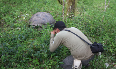Wild giant tortoises