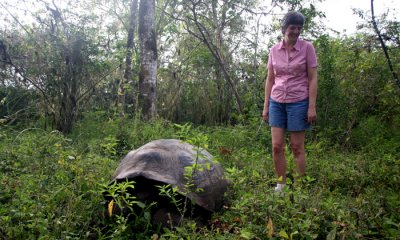 Wild giant tortoises