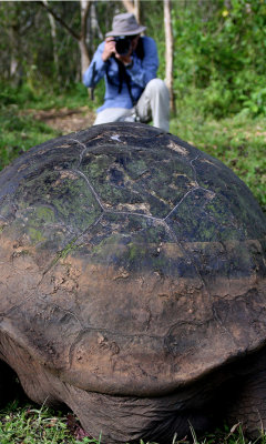 Wild giant tortoises