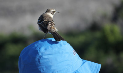 Galapagos Mockingbird