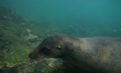 Galapagos Sea Lion