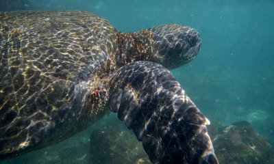 Green Sea Turtle