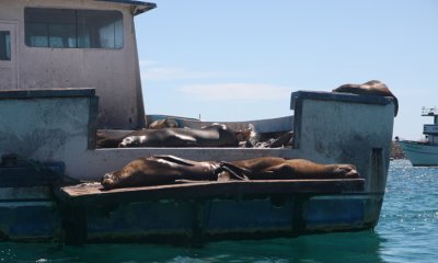 Galapagos Sea Lion