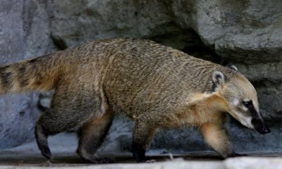 S. Am. Coati (cc)