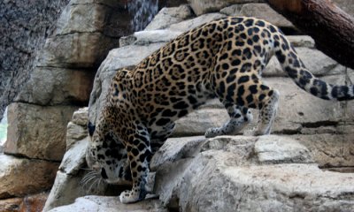 Jaguar (cc)