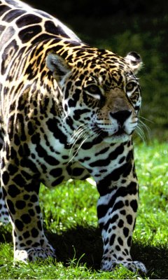 Jaguar (cc)