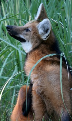 Maned Wolf (cc)