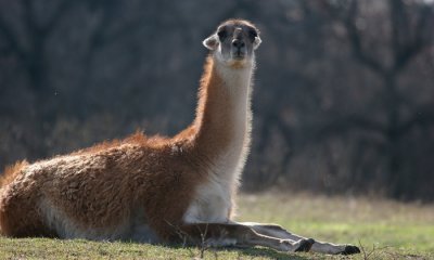 Vicuna (cc)