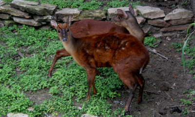 Brocket Deer (cc)
