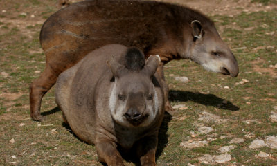 South American Tapir (cc)