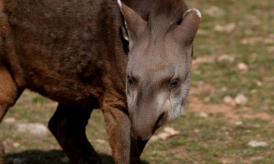 South American Tapir (cc)