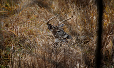 White-tailed buck (Thin Tines)