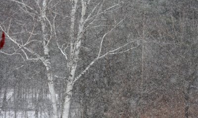 Birch in snow