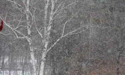 Riverwood Scenery