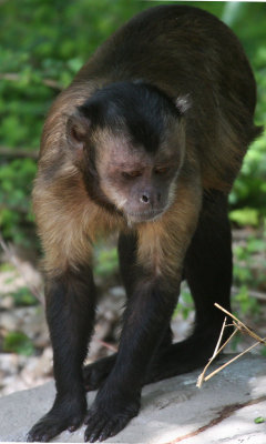 South American Primates