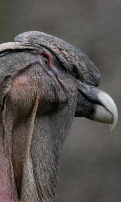 Dirurnal Raptors
