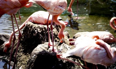 Andean-flamingo (cc)
